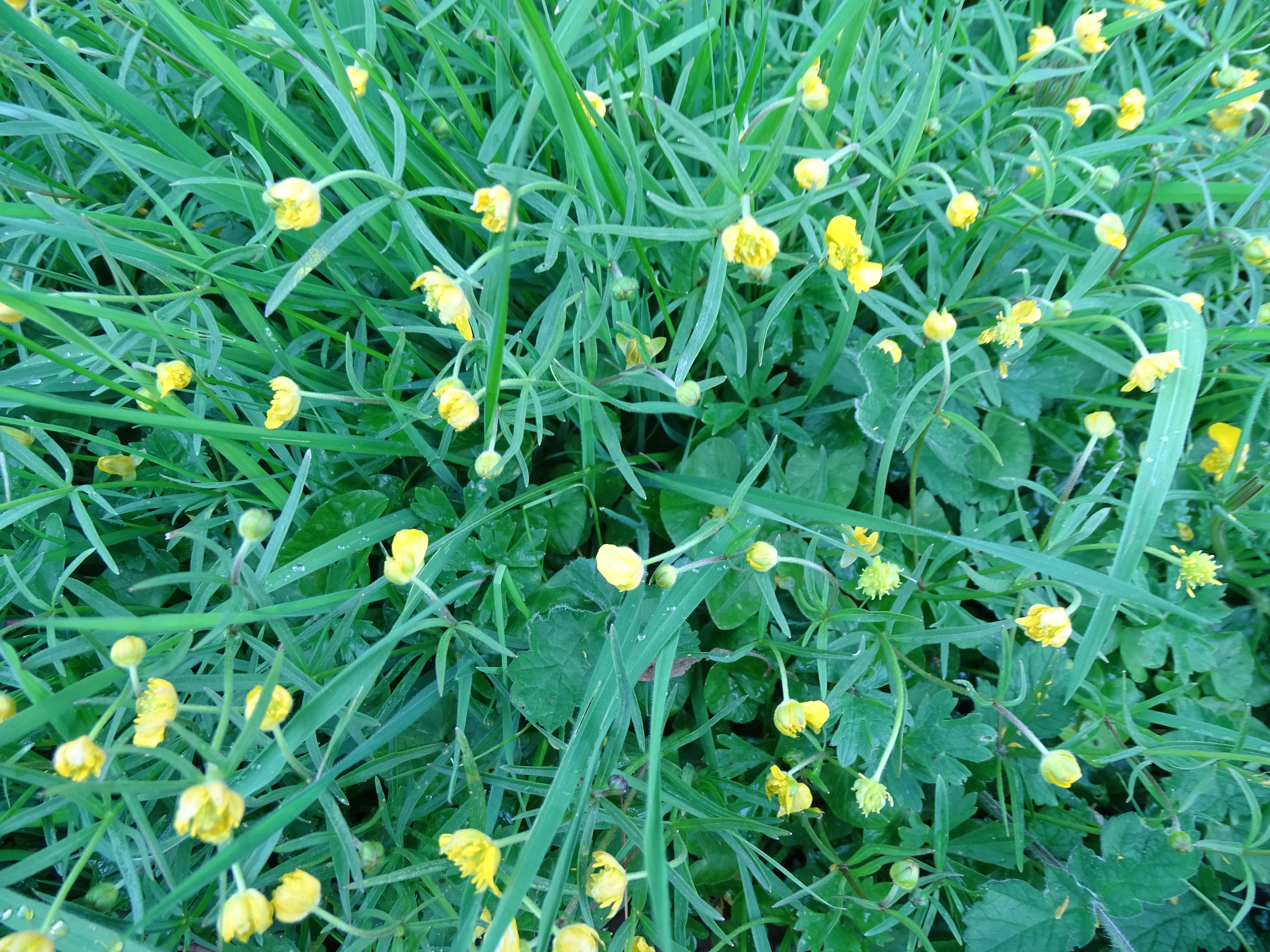 Goldilocks buttercups at Caynham Chaurchyard