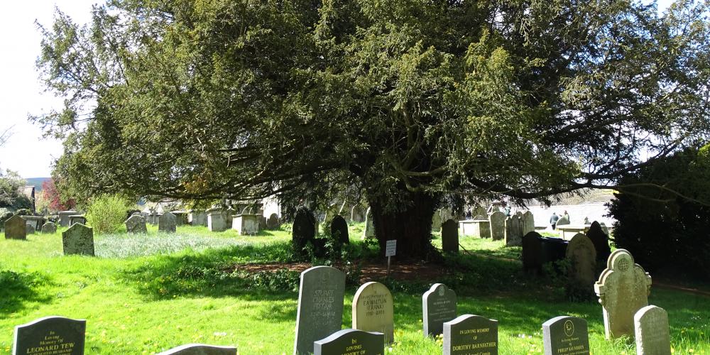 Clunbury Churchyard - Yew Tree