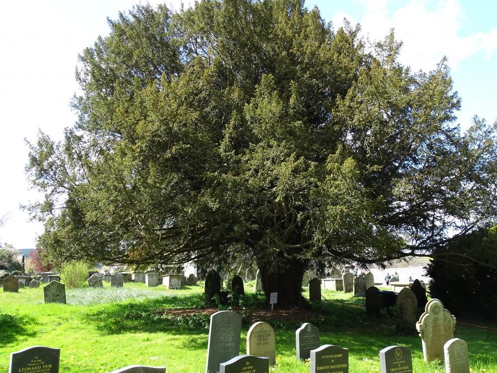 Clunbury Churchyard - Yew Tree