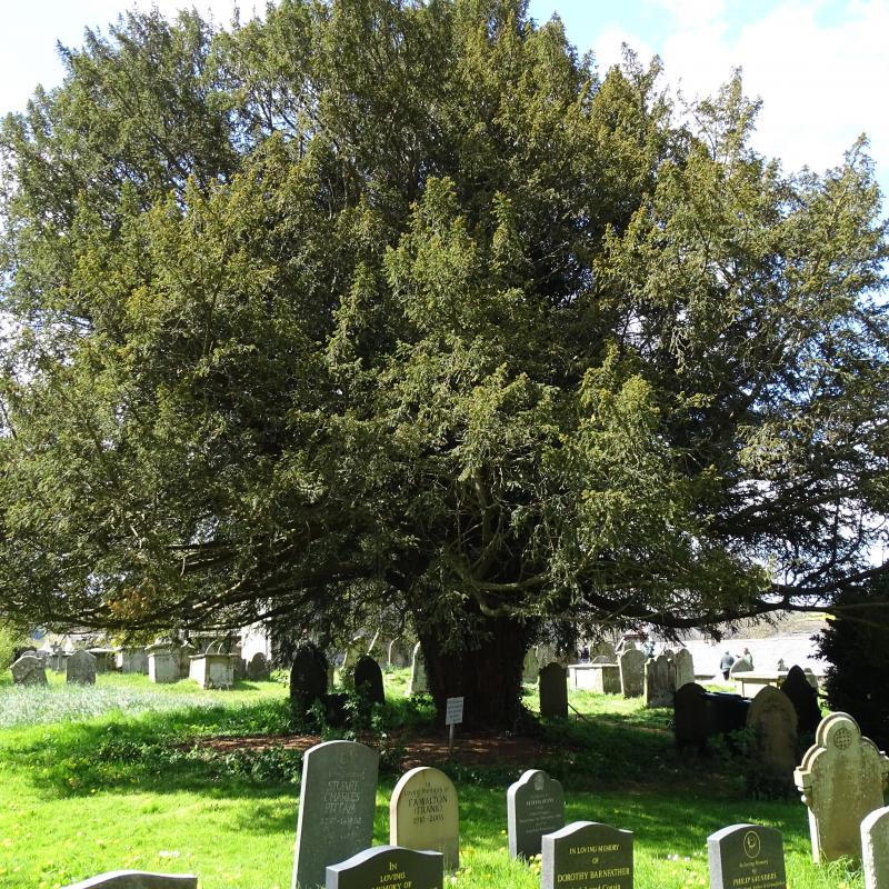 Clunbury Churchyard - Yew Tree